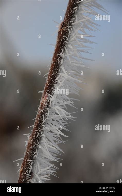 Salix Caprea Pussy Willow White Frost Ice Stock Photo Alamy