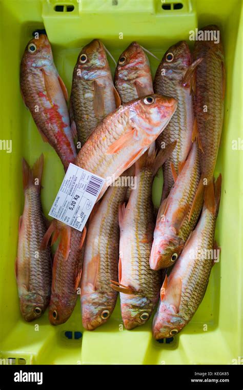 Mullet fish hi-res stock photography and images - Alamy