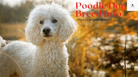 Poodle Breed Information | Poodle Dog Breed Characteristics