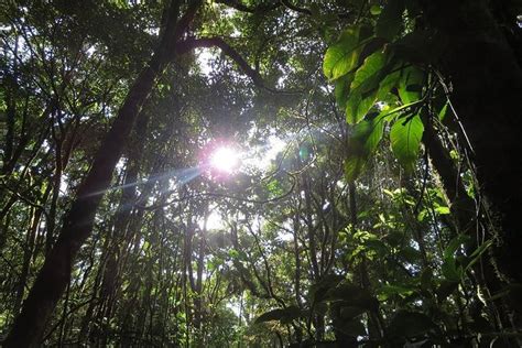 Tripadvisor Promenade Dans La For T Nuageuse De Monteverde Et Visite