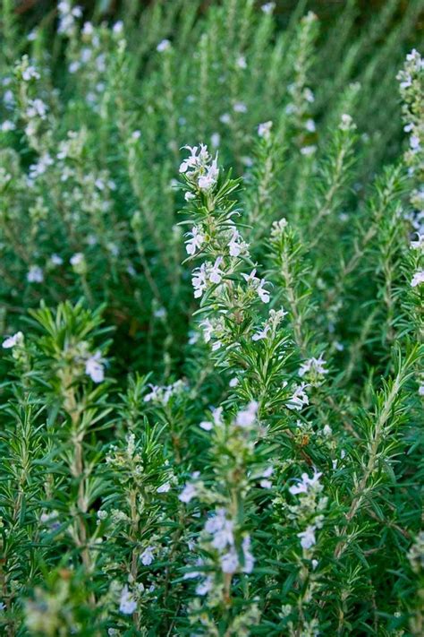 How To Grow Rosemary In The Home Herb Garden Gardeners Path