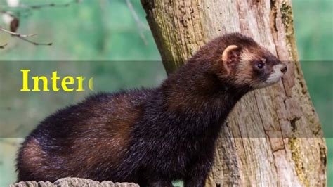 Interesting European Polecat Facts Youtube