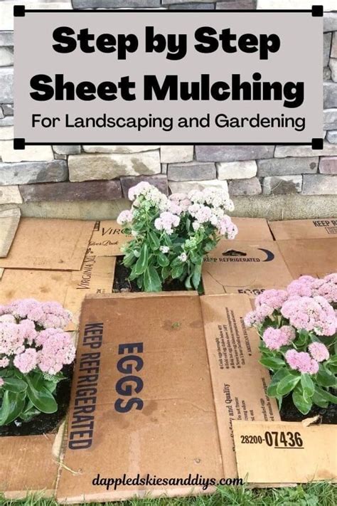 A Step By Step Guide To Diy Sheet Mulching For Foundation Planting And