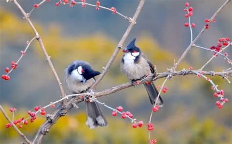 Spring Birds Desktop Wallpapers Top Free Spring Birds Desktop