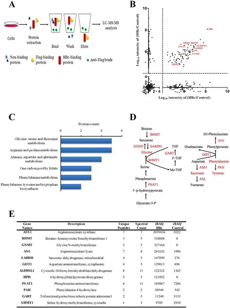 Identification Of The Interacting Proteins Of Hbc A A Schematic