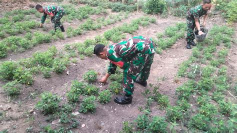 Anggota Koramil Tjb Manfaatkan Lahan Kosong Guna Wujudkan