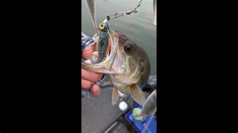 Table Rock Lake Video Fishing Report Mar 6 2023 Short Bass Manager