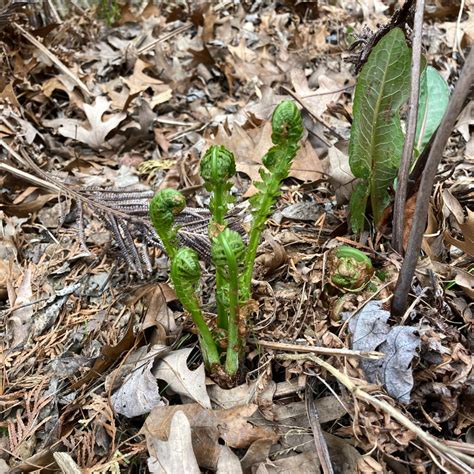 Hands In The Dirt Fiddleheads Near North Now