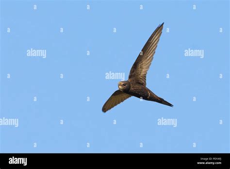 Flying Common Swift; Apus apus Stock Photo - Alamy