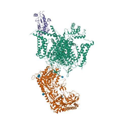 Rcsb Pdb Hlp Cryo Em Structure Of Human High Voltage Activated L