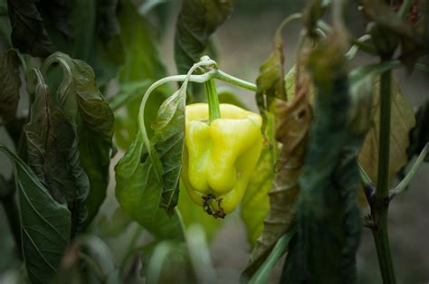 Tristeza Del Pimiento Huerto En Casa