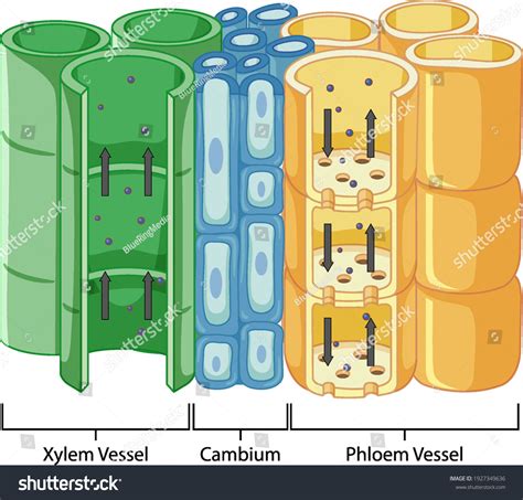 963 Vascular Tissue System Images, Stock Photos & Vectors | Shutterstock