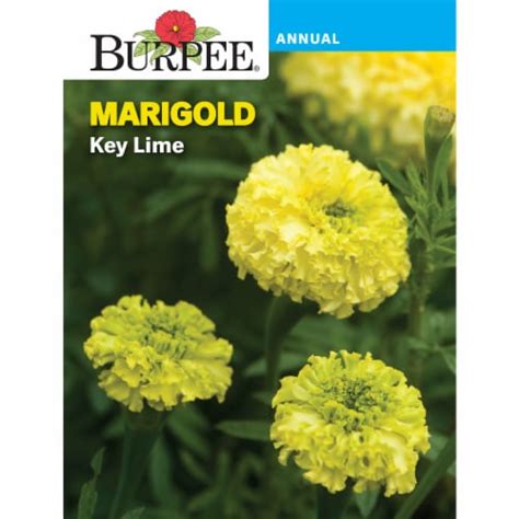 Burpee® Key Lime Marigold Seeds 1 Ct Kroger