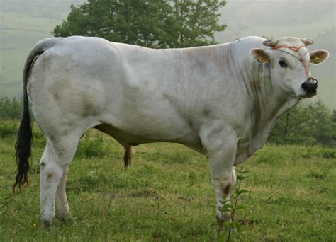 Florentine Steak Basics History Cutting And Cooking Life In Italy