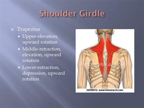 Ppt Shoulder Rehabilitation Powerpoint Presentation Free Download Id 2434372