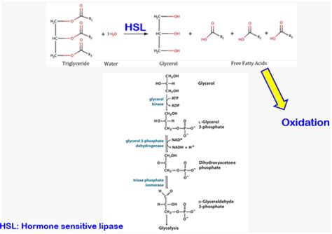 Lipid Metabolism Flashcards Quizlet