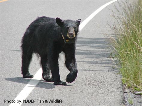 Njdep Fish Wildlife Black Bear Social Media Content