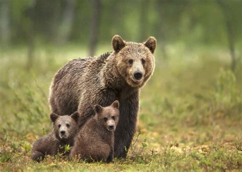 黄石公园惊现灰熊超级妈妈 生下五只幼崽 Animals Around The Globe