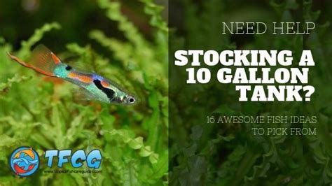 Ideas For Stocking A 10 Gallon Fish Tank [Best List & Guide]