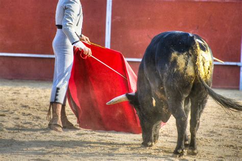 Senado Aprueba Proyecto De Ley Que Busca Prohibir Corridas De Toros En