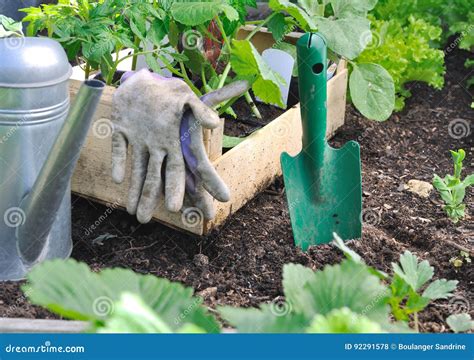 Establecimiento De Las Plantas Vegetales Foto De Archivo Imagen De