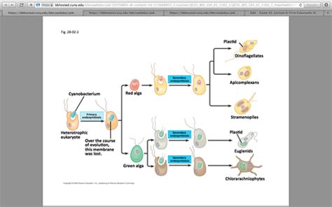 Exam 2 Lecture 6 First Eukaryotic Organisms Protist Theory Of Endosymbiosis Flashcards Quizlet