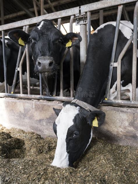 Black And White Holstein Cows Feed Inside Barn On Dutch Farm In Holland