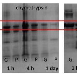 Sds Page For Bsa M Encapsulated In Gels G And Bsa Alone P