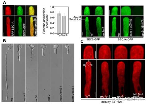 Jipb 兰州大学向云课题组揭示了sm蛋白sec1a调控花粉管极性生长的分子机制 知乎