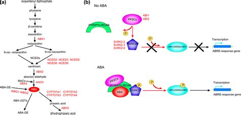 Schematic Representation Of Aba Metabolic Pathway And Signaling Pathway Download Scientific