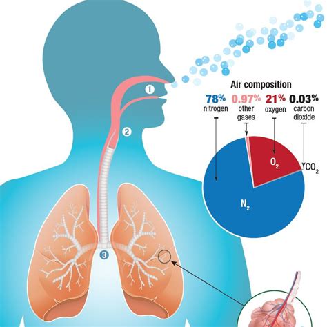 Gas Exchange In Lungs Diagram