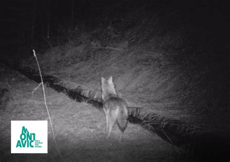 Sciacallo Dorato Avvistato Nel Parco Naturale Mont Avic Aosta News