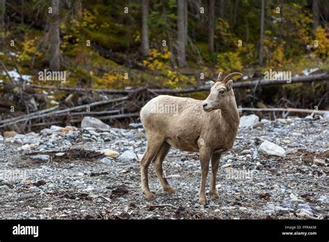 Stone Sheep Ovis Dalli Stonei Dall Sheep Banff Nationalpark