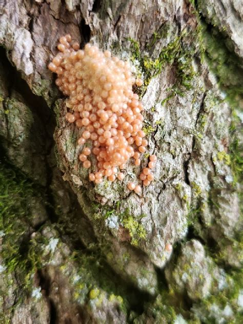 Identifying Insect Eggs Thriftyfun