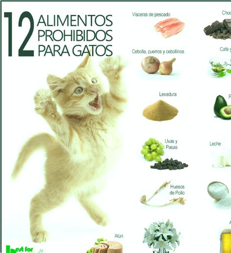 Qué Alimentos Son Tóxicos Para Los Gatos