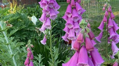 Tips For Growing Foxgloves In Your Garden