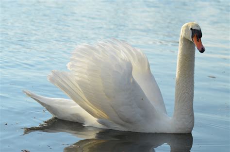 Kostenlose Foto Wasser Natur Vogel Fl Gel Wei See Tier Teich