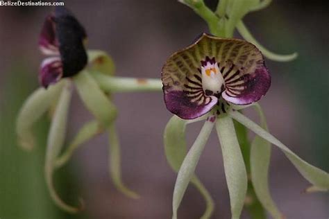 Belizes National Symbols Black Orchid National Symbols Black