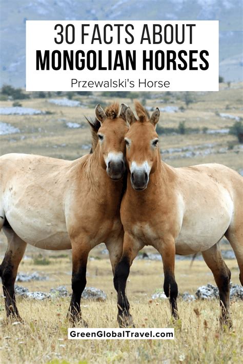 fascinating world  mongolian horses