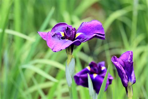 Darmowe Zdjęcia Natura łąka płatek wysoki botanika flora dziki