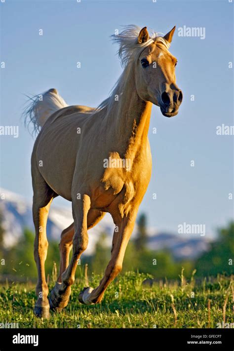 Palomino Arabian Mare Cantering In Meadow Stock Photo Alamy