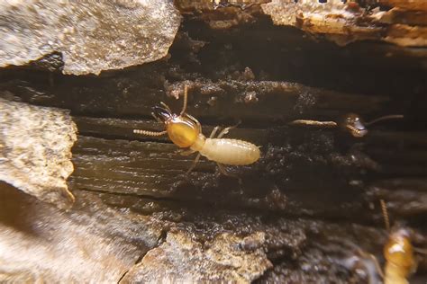 Are You Attracting Termites Termite Prevention And Control