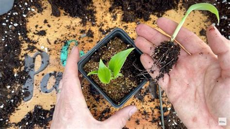 What You Need To Know Before Growing Banana Trees From Seeds