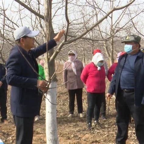 【抓实链长制 奋进十四五】华亭市有力有序推进核桃春季管护工作 完成管护面积29万亩果园建设修剪