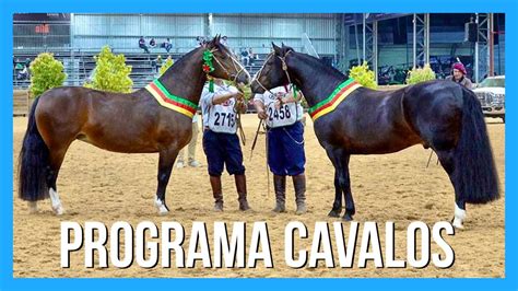 Campeões da Morfologia do Cavalo Crioulo Expointer 2023 YouTube