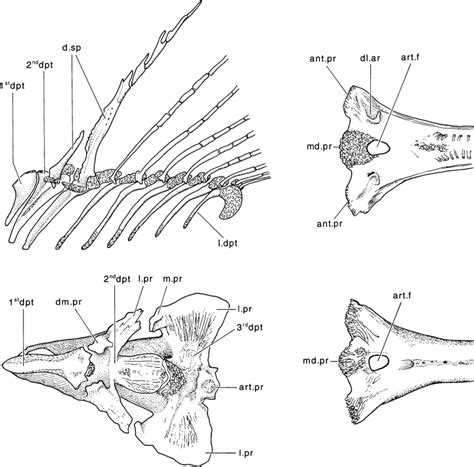 dorsal fin  dorsal pterygiophores   catfish diplomystes