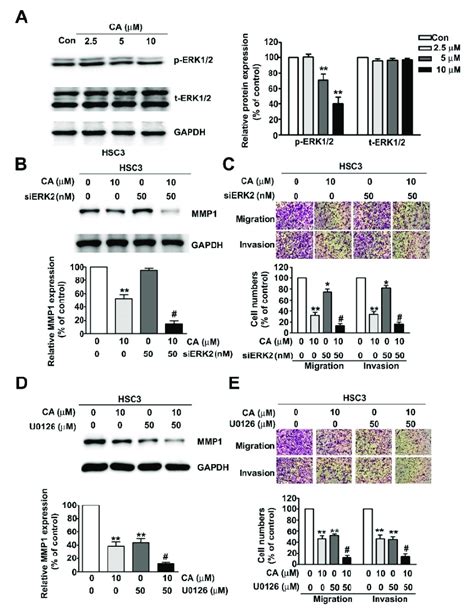 Erk Pathway Participation In Ca Downregulated Mmp Expression Cell