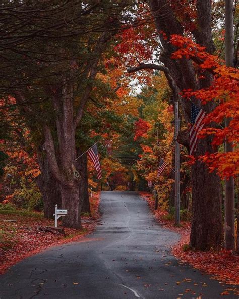 An Empty Road Surrounded By Trees And Leaves