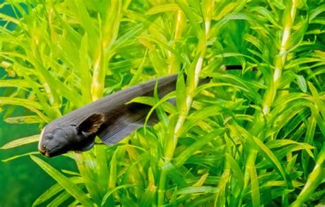 Black Ghost Knifefish: Care, Breeding & Electrolocation - Fishtank Expert