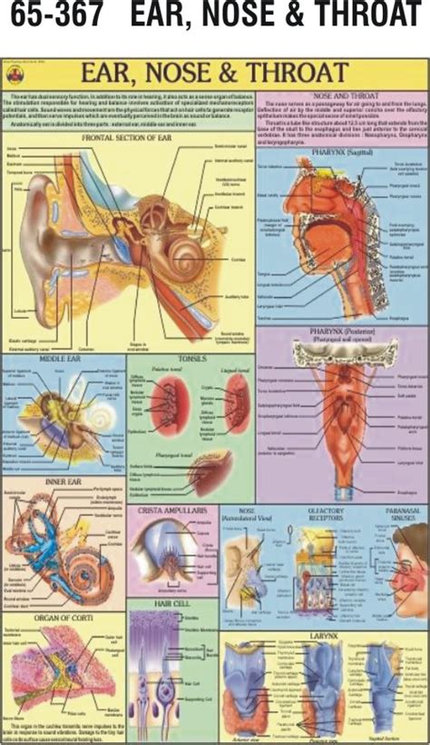 Anatomy Of Ear Nose Throat System